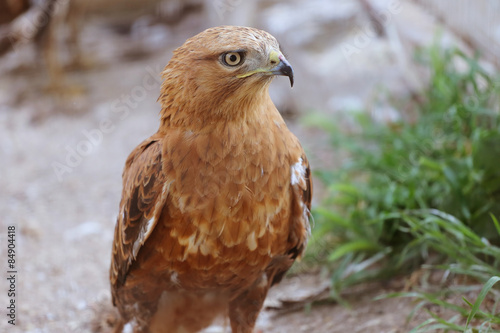 Naklejka dziki natura niebo