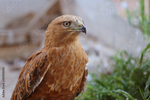 Naklejka zwierzę natura dziki niebo oko