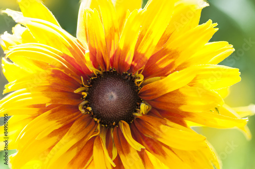 Obraz na płótnie Rudbeckia hirta flower close up