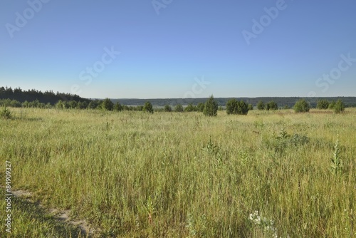 Naklejka natura roślina droga