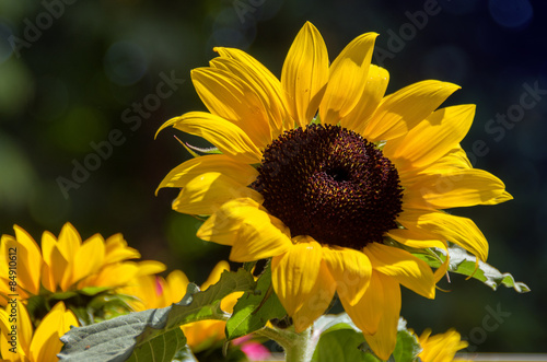 Obraz na płótnie lato kwiat ładny słońce
