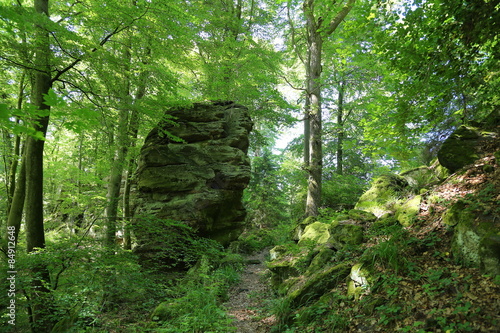 Naklejka las eifel włóczęga obszar chronionego krajobrazu