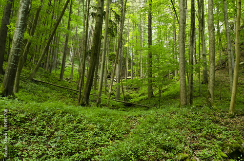 Naklejka natura las roślina drzewa stary