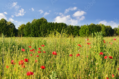 Naklejka kwiat łąka trawa dziki natura