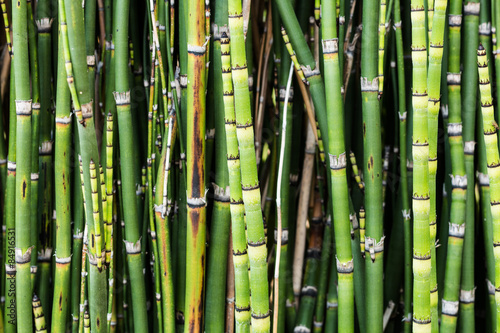 Naklejka roślina natura bambus drewno poziomy