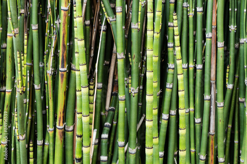 Obraz na płótnie natura bambus roślina