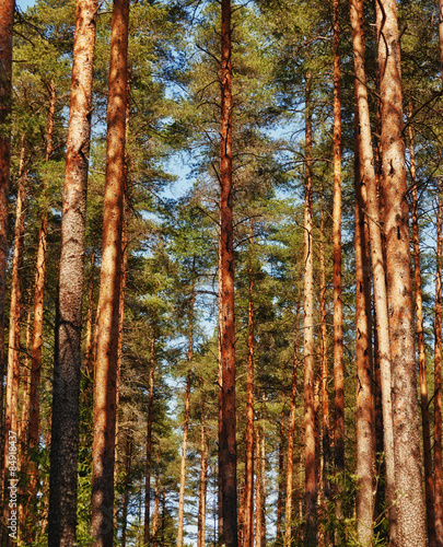 Naklejka słońce roślina iglasty natura