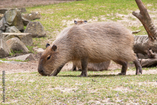 Naklejka para natura gryzoń