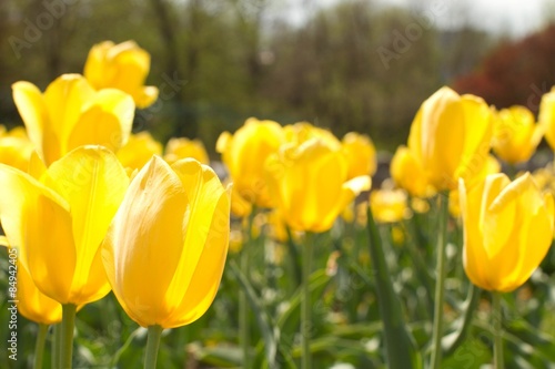 Obraz na płótnie tulipan roślina natura kwiat
