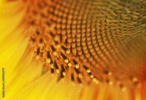 Naklejka słonecznik kwiat natura słońce