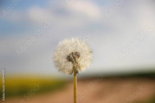 Plakat Dandelion  on defocused background