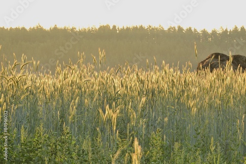 Fotoroleta świt niebo pole lato