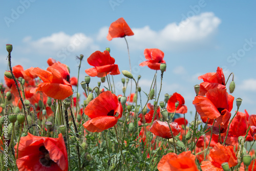 Fotoroleta Mohnblumenwiese mit Wolkenhintergrund