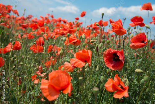 Plakat Mohnblumenwiese mit Wolkenhintergrund