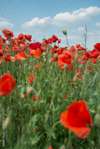 Fotoroleta Mohnblumen mit Wolken