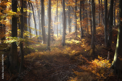 Naklejka drzewa natura pejzaż jesień słońce