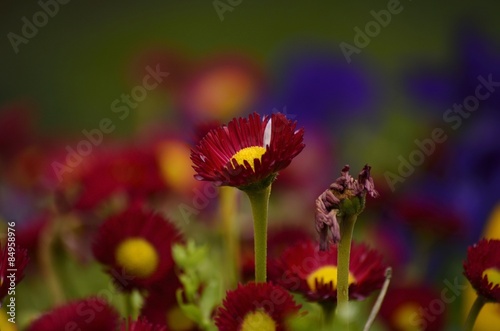 Fotoroleta kwiat kwiecisty uschłą kolor sprężyna