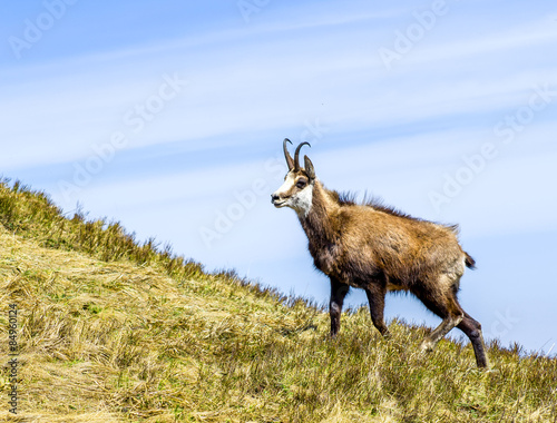 Fotoroleta góra natura zwierzę chamois