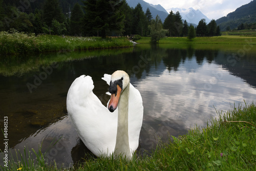 Fotoroleta natura krajobraz ptak jezioro widok