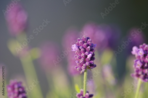 Plakat kwiat ogród lawenda fioletowy magenta