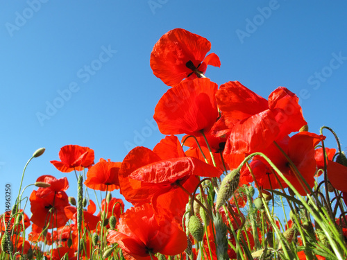 Fototapeta Red poppy against blue sky. Beautiful countryside scenery.