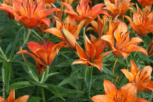 Obraz na płótnie kwiat roślina natura flora