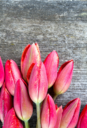 Obraz na płótnie kwiat świeży tulipan stary