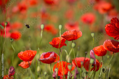 Naklejka kwiat mak roślina natura lato