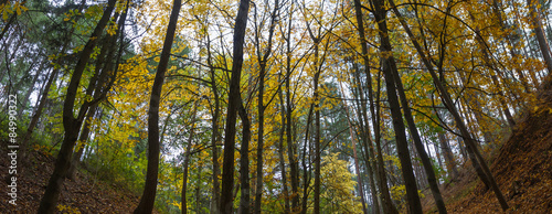 Naklejka natura jesień hiszpania sosna