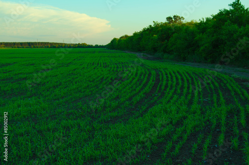 Obraz na płótnie trawa drzewa natura