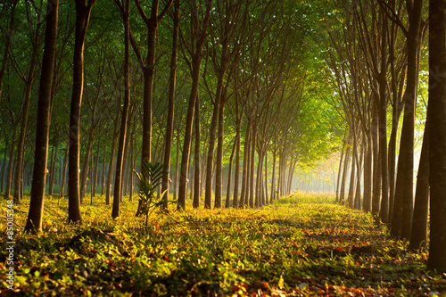 Fototapeta park tropikalny krajobraz słońce bezdroża