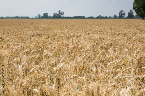 Fotoroleta żniwa lato natura zboże