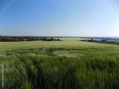 Obraz na płótnie roślinność pastwisko pejzaż natura łąka