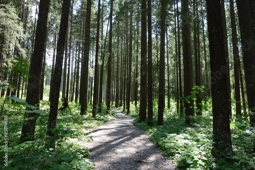 Naklejka widok świeży natura las drzewa