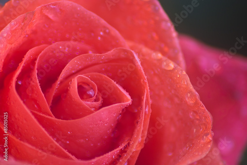 Obraz na płótnie kwiat rosa natura