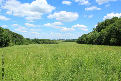 Fotoroleta natura drzewa trawa kwiat niebo