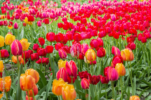 Naklejka tulipan piękny ogród
