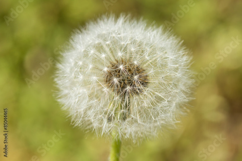 Fototapeta dandelion seeds detail