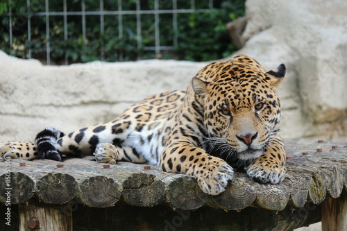 Fotoroleta jaguar felino   
