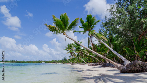Plakat drzewa karaiby plaża niebo