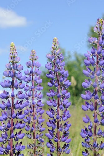 Fotoroleta Purple Lupine Flowers in the Field