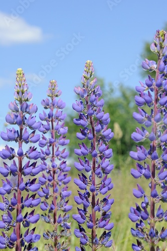 Fototapeta Purple Lupine Flowers in the Field