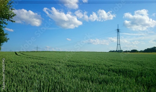 Fotoroleta niebo natura lea ochrona środowiska zielony