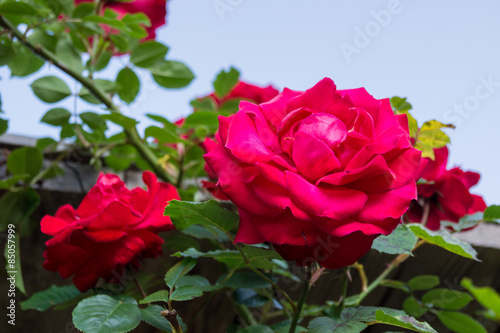 Naklejka Rote Rose