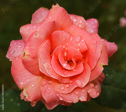 Naklejka roślina ogród rosa kwiat