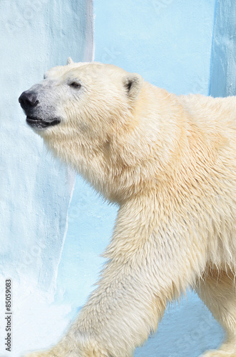 Naklejka fauna niedźwiedź zwierzę