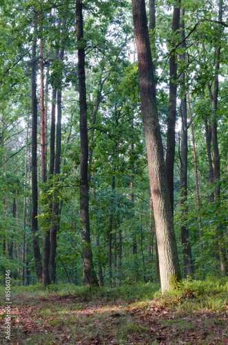 Naklejka drzewa ścieżka droga pejzaż natura