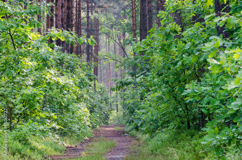 Fototapeta krajobraz droga europa natura wieś