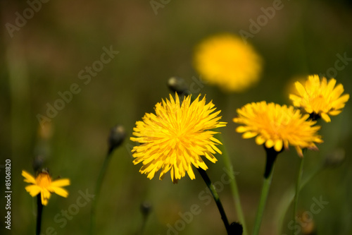 Naklejka trawa mniszek kwiat zielony żółty