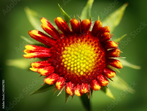 Fotoroleta kwiat światło słoneczne 
